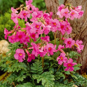 Mol-afschrikplant 5 bollen (Incarvillea)