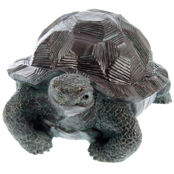 Waterspuitende zonne-schildpad 