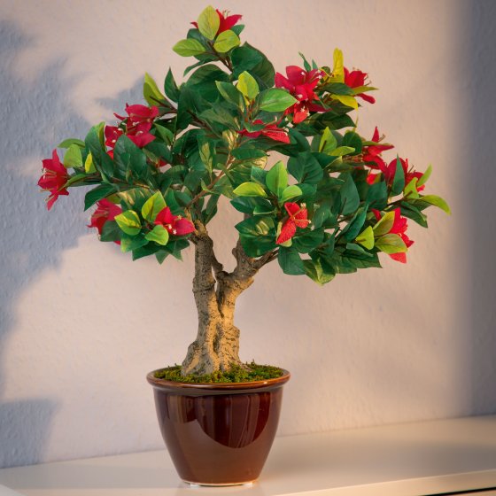 Bonsai-bloemenpracht ’Bougainvillea’ 