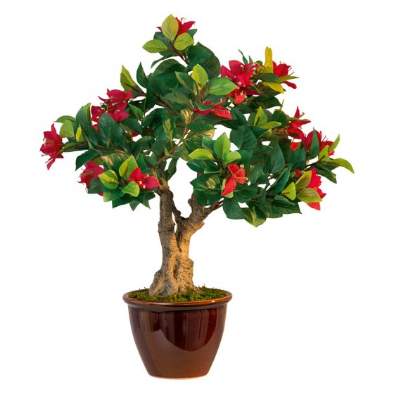 Bonsai-bloemenpracht ’Bougainvillea’ 