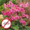 Mol-afschrikplant - 1
