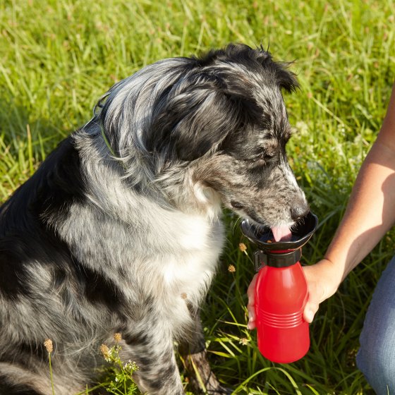 Reisdrinkfles voor honden 