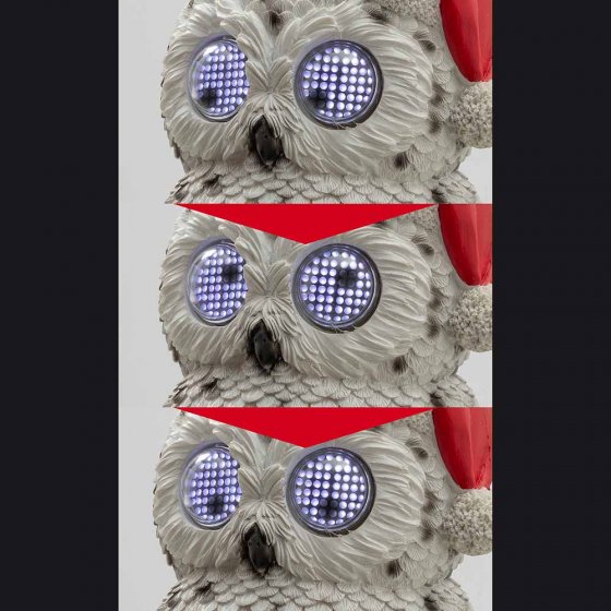 Sneeuwuil met oogbeweging 