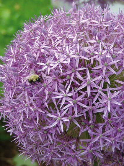 Mol-afschrik-plant 5 bollen (Allium Gladiator) 