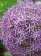 Mol-afschrik-plant 5 bollen (Allium Gladiator) - 2