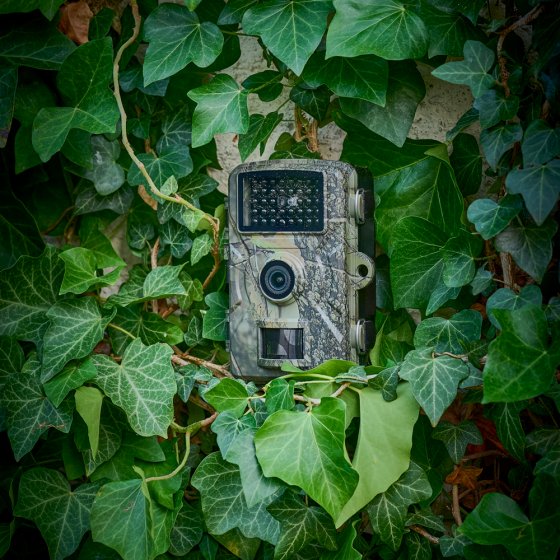 Wildcamera