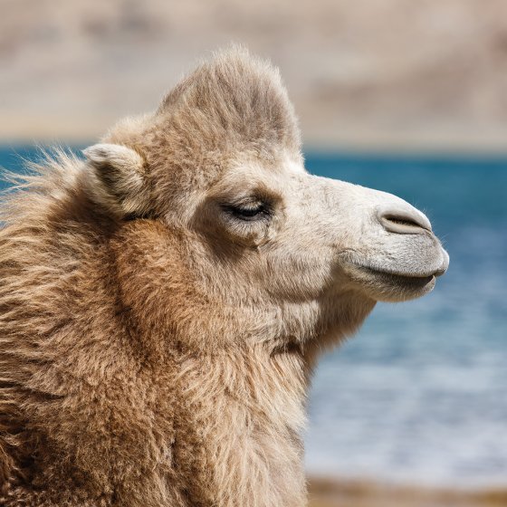 Winterdekbed van kameelhaar 