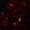 Led-kerstster-boom - 3