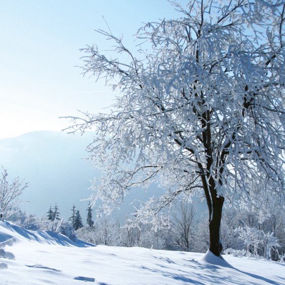 Sneeuwuil op zonne-energie 