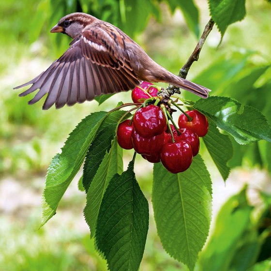 Solar-vogelverschrikker 'Dual' 