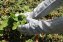Tuinhandschoenen met lange mouwen (1 paar) - 4