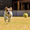 Tennisballenwerper voor honden - 5