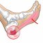 Fascia-voetroller - 5
