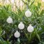 LED outdoor party ballen Set van 5 - 5