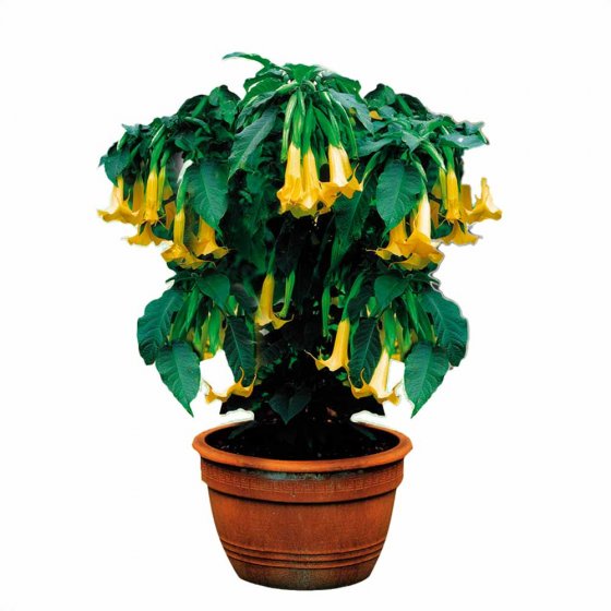 Snelgroeiende meststof granulaat 1 kg 